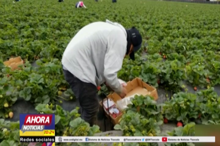 Ofrece Sepuede 400 plazas para jornaleros agrícolas