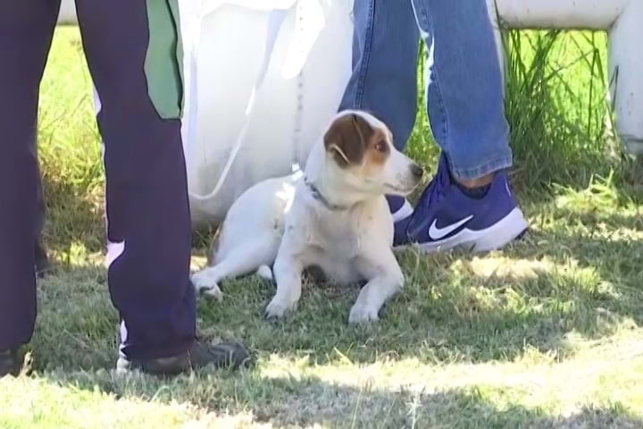 Promueve CRB Clave única de Registro de Animales de Compañía