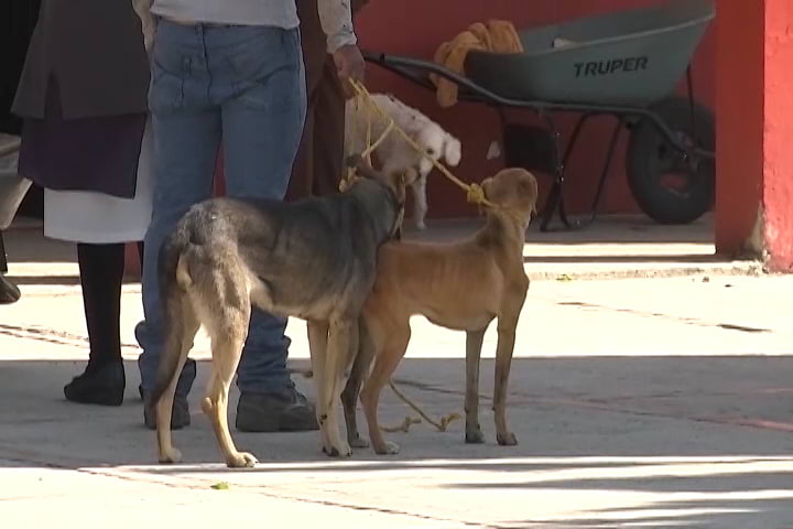 Conozca la nueva Ley de Bienestar Animal de Tlaxcala