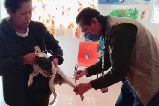 Otorga sector salud de Tlaxcala vacuna antirrábica para perros y gatos