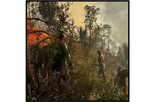 Autoridades combaten incendio forestal en Tlaxco