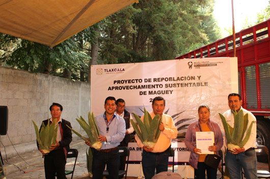 Entrega SIA más de 38 mil plantas de maguey a población productora