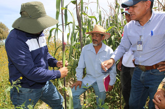 Realiza SIA inoculación con hongo de huitlacoche en cultivo de maíz