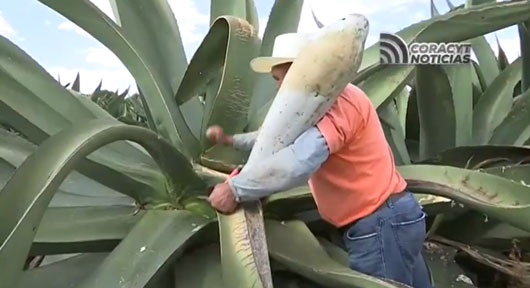 Afecta temporada de calor producción de pulque