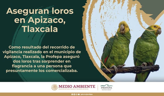 Asegura Profepa loros en Apizaco, Tlaxcala