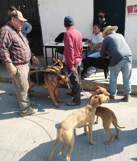 Sector Salud de Tlaxcala aplica vacunación antirrábica para perros y gatos