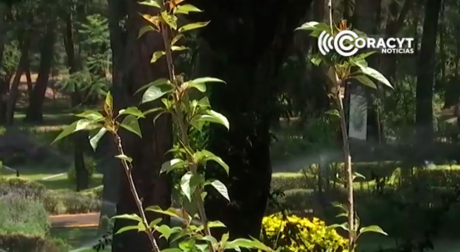 Obsequia Japón árboles de cerezo a Tlaxcala