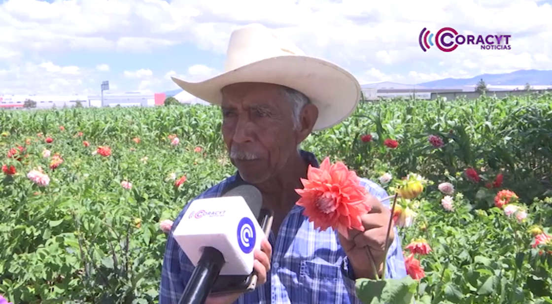 Dalias engalanan la festividad de Huamantla