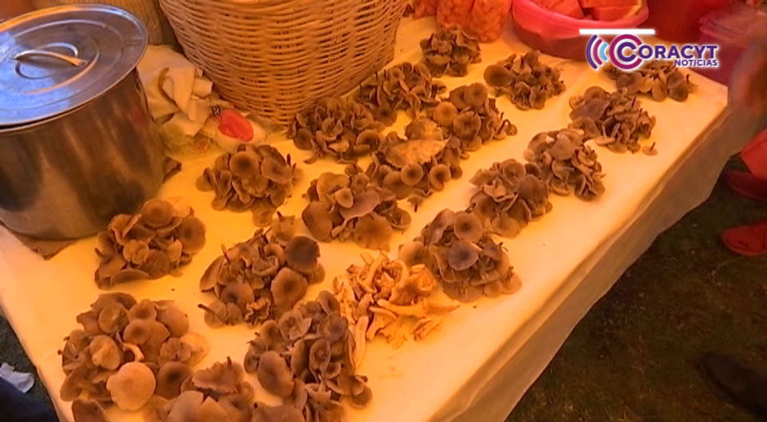 Conservan habitantes de Altamira, Huamantla, tradición de recolectar hongos en “La Malinche”