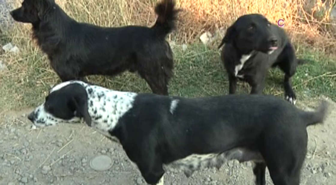 Vecinos de Contla piden atender la presencia de perros abandonados en la Malintzi