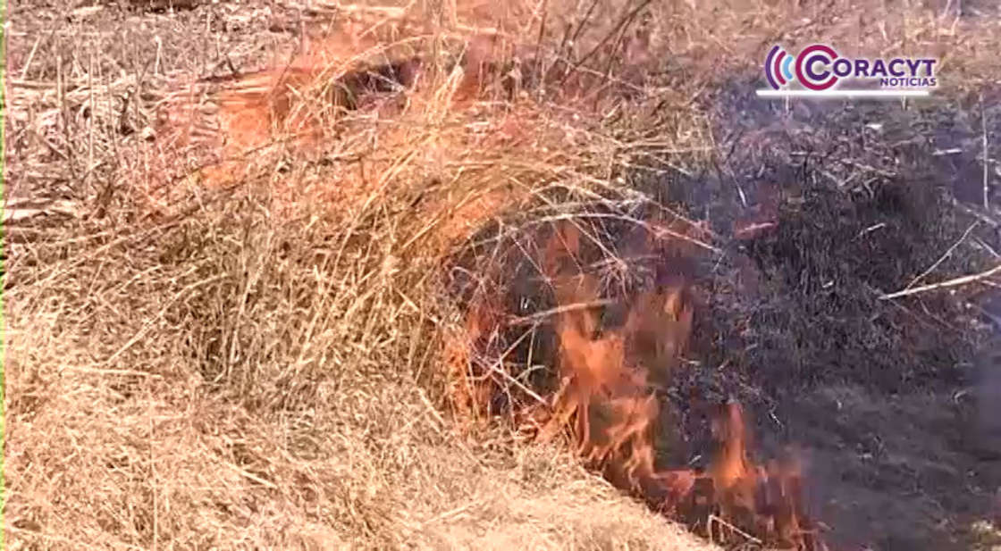 Coordina SMA acciones para proteger zonas forestales