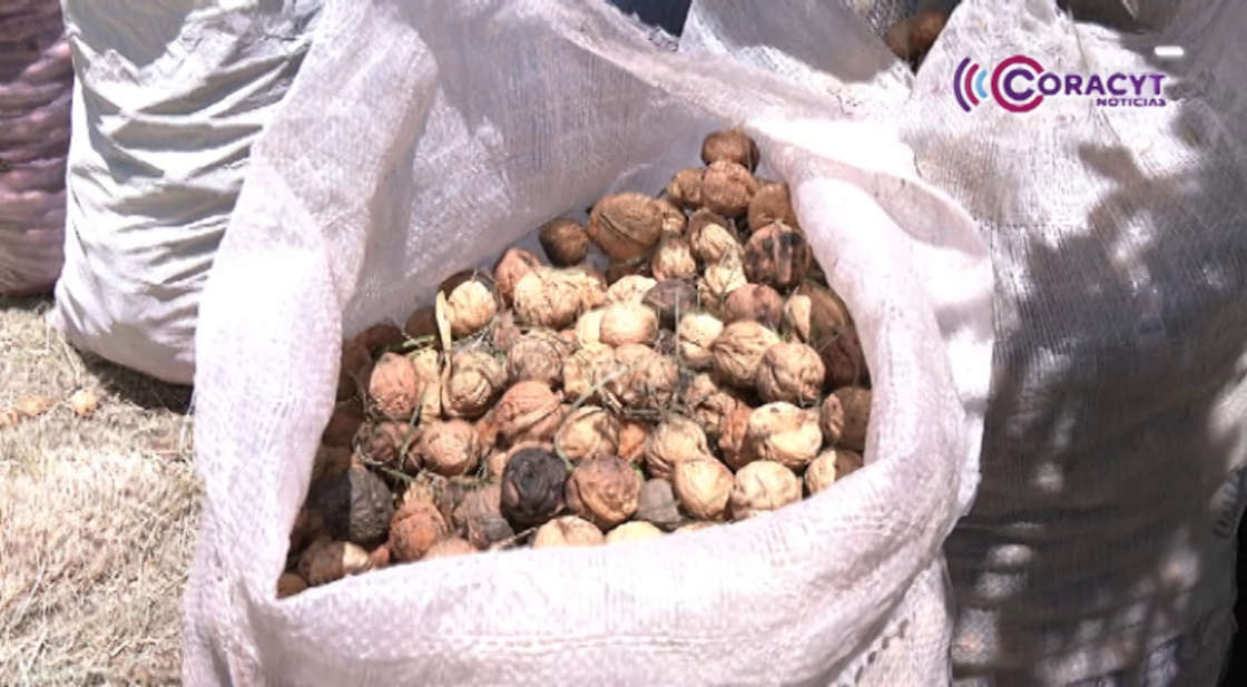 Comienza la cosecha de nuez de Castilla en Huamantla