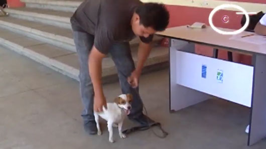 Piden a la población denunciar casos de crueldad animal en la Propaet