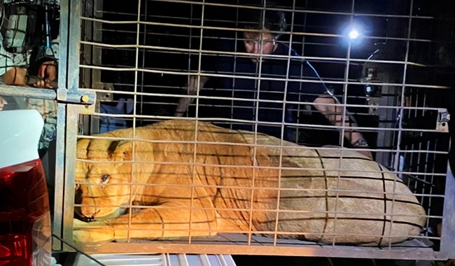 Profepa rescata, traslada y resguarda a dos leones en Puebla