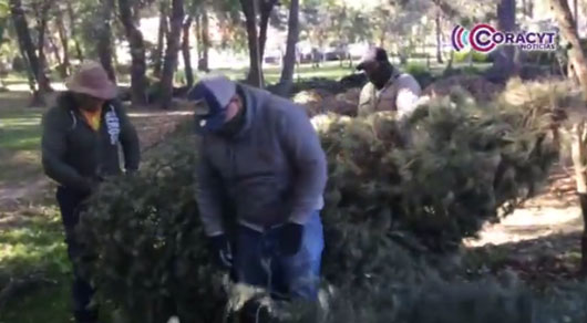 Continúa campaña “Recicla tu árbol de Navidad. Transformándolo en composta”