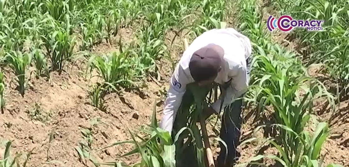 Activará SIA programa emergente para atender hectáreas afectadas por exceso de humedad