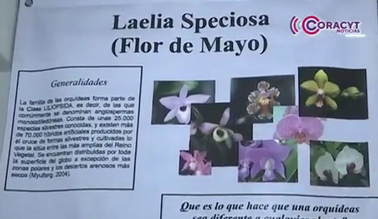 En peligro de extinción orquídeas “Vainilla” y “Laelia Speciosa”