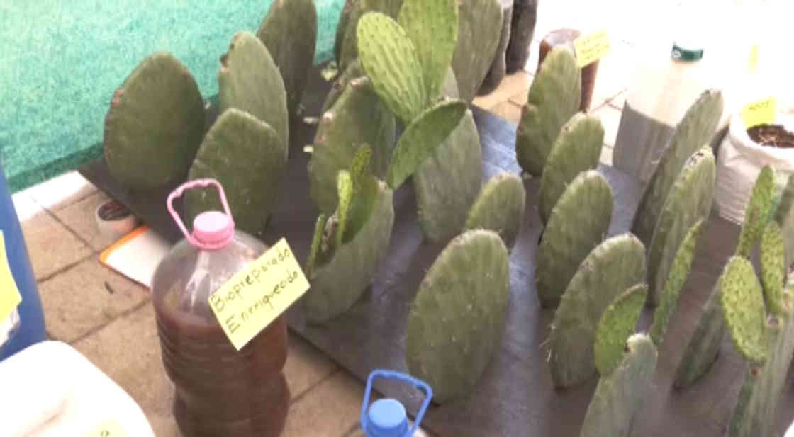 Promueve “Grupo ProNopal” el uso de bioinsumos en cultivos sostenibles