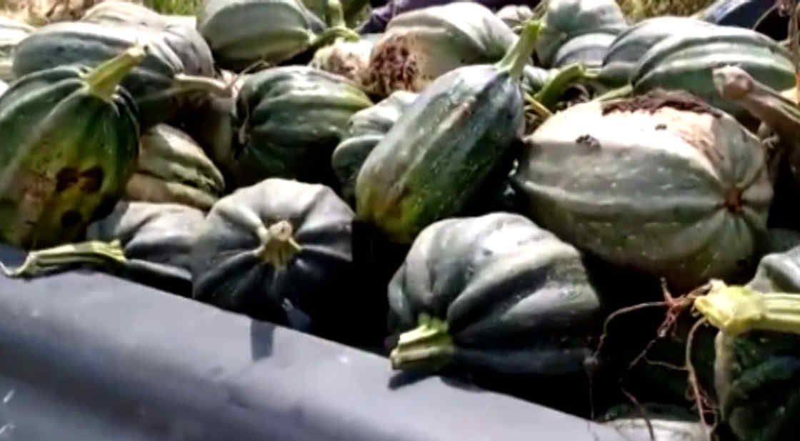 Convocan a infantes a participar en el concurso “La Gran Calabaza Tlaxcalteca”