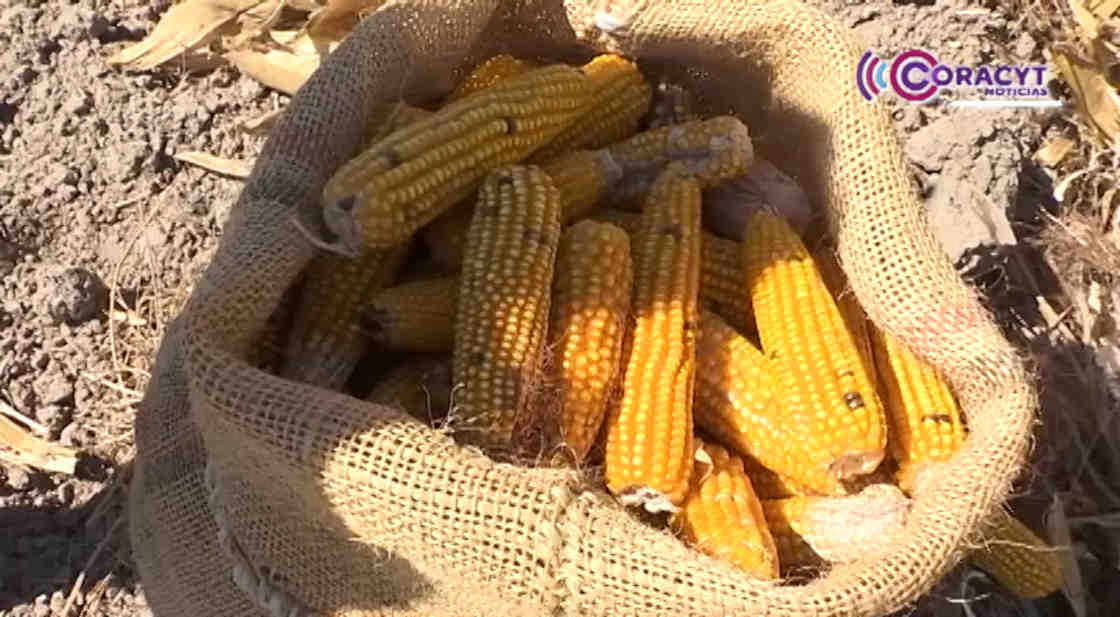 Destinarán 50 millones de pesos para fortalecer el precio del maíz en Tlaxcala