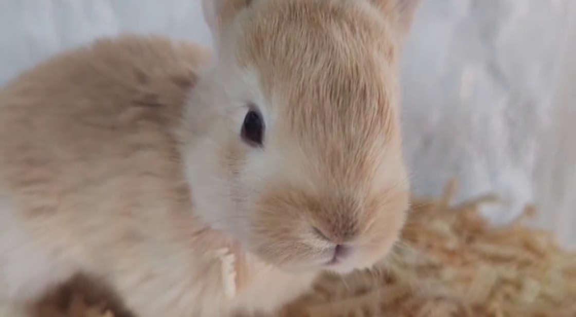 Impulsa “Expo Ganadera 2025” la producción local