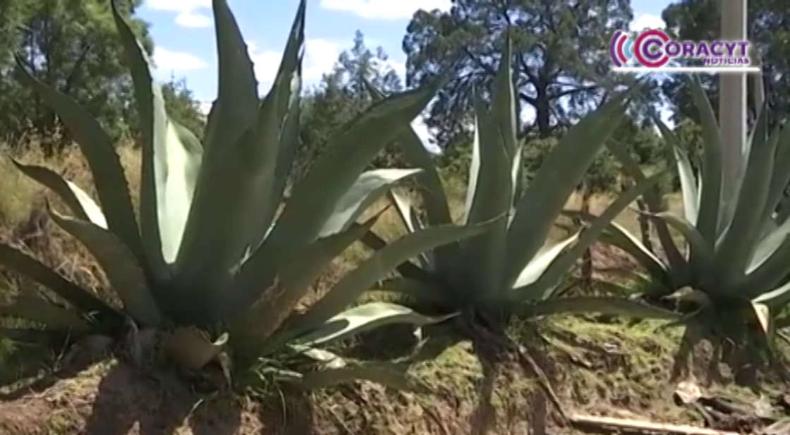 El maguey, alternativa sostenible contra el cambio climático: SIA