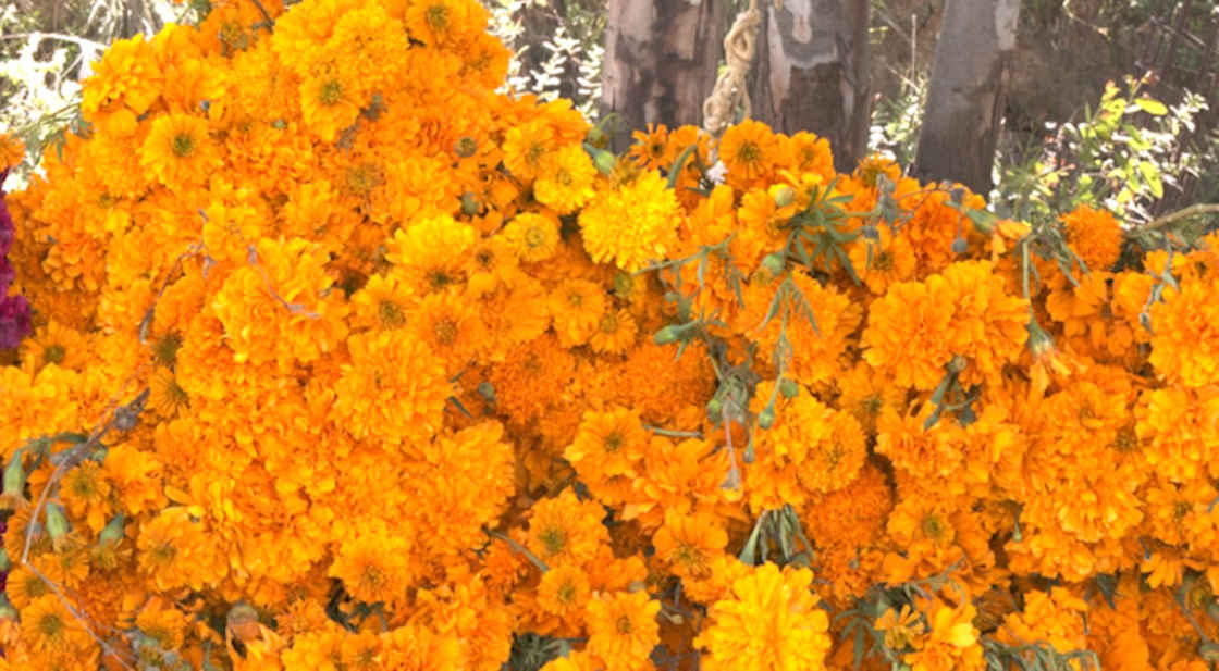 Productores de Tepeyanco ofrecen flores de temporada de alta calidad