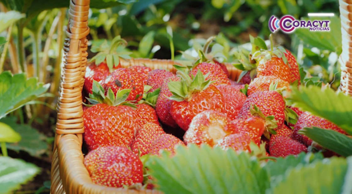 Invita Ayuntamiento de Apetatitlán a curso gratuito de producción de fresa