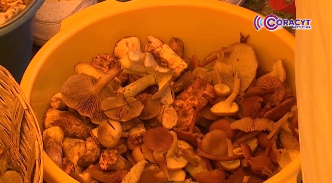 Estudian propiedades medicinales de hongos silvestres en Tlaxcala